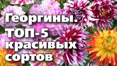 5 шикарных георгинов-макси, которые я заказала на следующий сезон. | В  окружении цветов. | Дзен