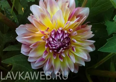 Саженец Георгинов Мисс Бренди