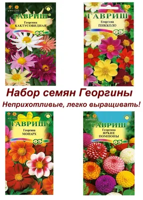 Красочный символ осени — георгины / Статья