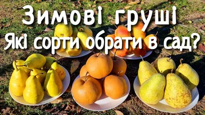 Три новых сорта груш – на счету украинских селекционеров • EastFruit