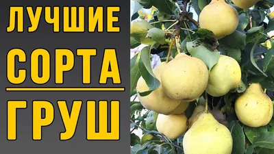 Купить саженцы груши. Сорта саженцев груш ТМ Дивосад™