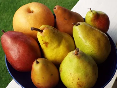 How to plant a pear. Pear varieties. - YouTube