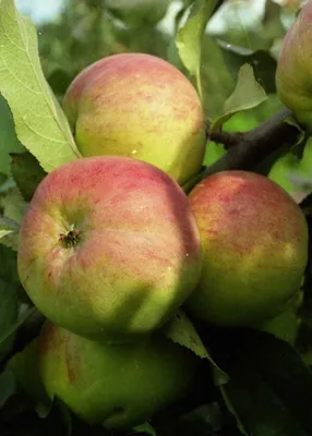 Лучшие 10 сортов яблонь для средней полосы | Растения, Садоводство,  Фруктовые деревья