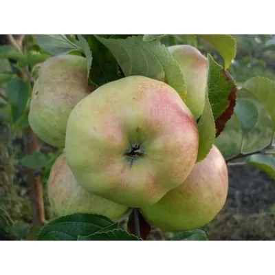 Какие сорта яблонь нужно посадить на даче в первую очередь с учетом  сезонности