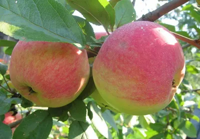 Лучшие 10 сортов яблонь для средней полосы | Фруктовые деревья, Выращивание  фруктовых деревьев, Растения
