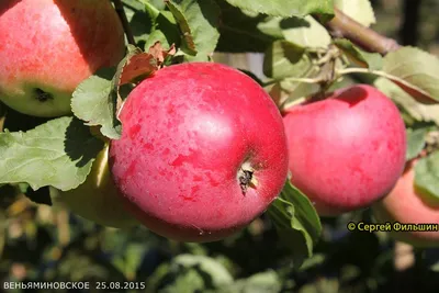 Будьте в курсе! Новейшие сорта яблонь и груш белорусской селекции - YouTube