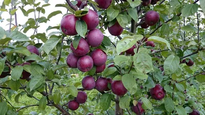FruitNews - В Мичуринске представили высокоурожайный сорт яблок для средней  полосы России