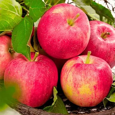 Лучшие 10 сортов яблонь для средней полосы. Список названий с описаниями и  фото — Ботаничка