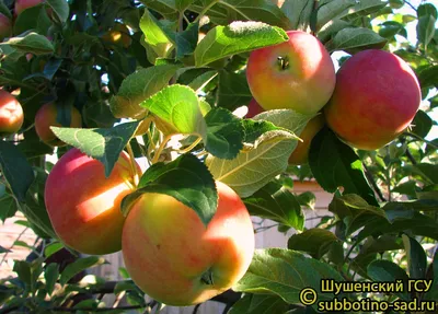 Самые лучшие сорта яблонь: фото, название, описание, какие яблони сажать в  Подмосковье и средней полосе