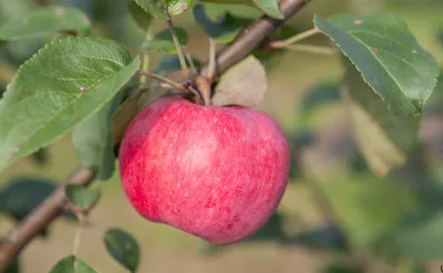 10 самых популярных летних сортов яблок | В саду (Огород.ru)