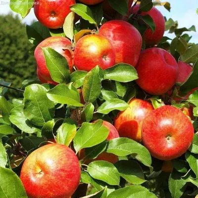 Сорта яблони | Садоводство средней полосы России