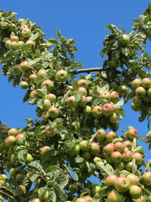Крупноплодные сорта яблонь для средней полосы — купить по низкой цене на  Яндекс Маркете
