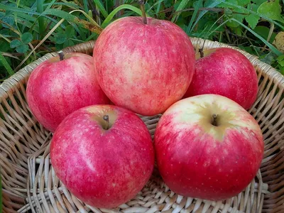 Самые вкусные и неприхотливые 12 сортов яблони | читай на Всё Своё
