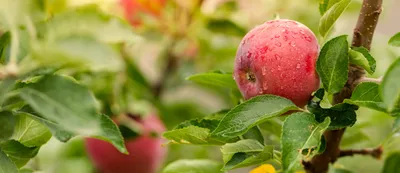 Сорта яблони для технической переработки – Овощи и Фрукты журнал