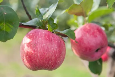 8 сортов яблонь, которые стоит посадить - Дача с Виталием Декабревым