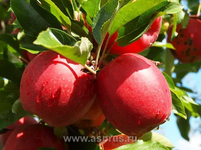 Сорта яблони для технической переработки – Овощи и Фрукты журнал