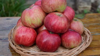 Лучшие 10 сортов яблонь для средней полосы. Список названий с описаниями и  фото — Страница 6 из 11 — Ботаничка