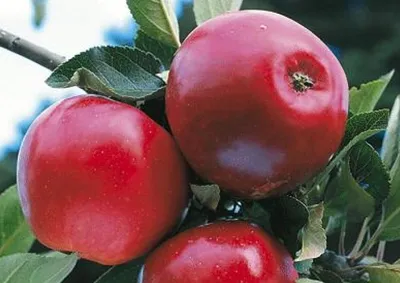 Самые ранние и вкусные сорта яблонь для средней полосы России | Виктория  Радзевская - Дачные секреты | Дзен