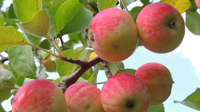 Лучшие сорта зимних яблонь для средней полосы: 5 урожайных вариантов