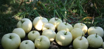 Лучшие сорта яблонь для средней полосы России подборка | МАРЬЯ | Дзен