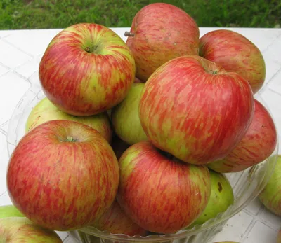 Выбираем лучшие сорта яблонь для средней полосы России. Самые сладкие и  ароматные яблоки. - YouTube