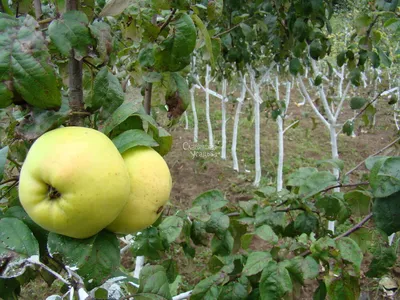 Самые вкусные и неприхотливые 12 сортов яблони | читай на Всё Своё