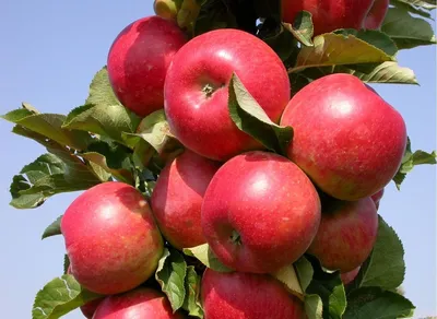 Апорт (сортотип яблони) — Википедия