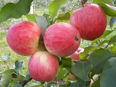 5 сортов яблок в Израиле: какой самый полезный