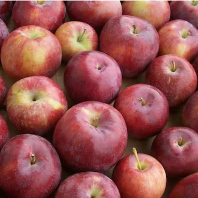 Красные яблоки разных сортов. Стоковое Фото - изображение насчитывающей  вечнозеленый, корка: 214770462
