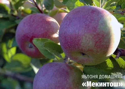 Яблоки красные Черный Принц кг | Доставка овощей и фруктов Фреш лавка