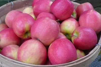 Как называется сорт сладких яблок - Agro-Market