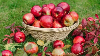 Prairie Sky Apple Orchard: Idared Apple - PRAIRIE SKY ORCHARD