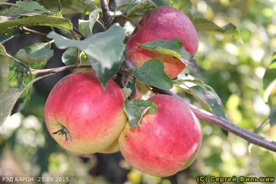 ДЕВЯТЬ сортов самых красных яблок | Газета Хозяйство | Дзен
