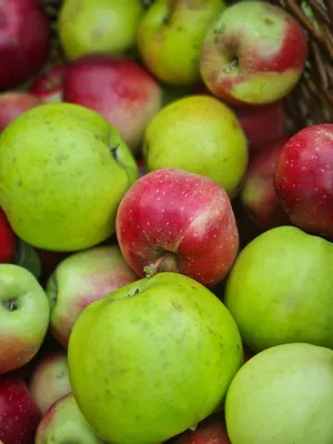 В Польше все чаще отказываются от выращивания яблок сорта «Глостер» | ИА  Красная Весна