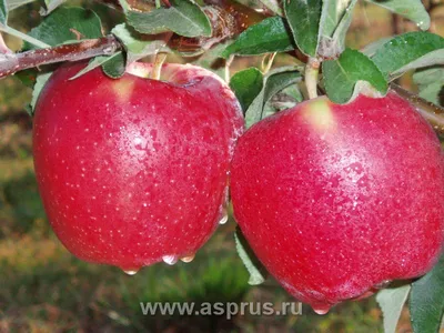 красные яблоки сорта джонаголд на прилавке фермерского рынка. джонаголд  аплетрик Стоковое Изображение - изображение насчитывающей органическо, еда:  219446195