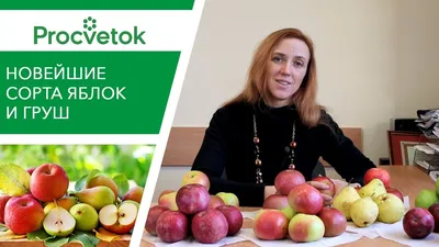 Зеленые, красные, желтые. Какие яблоки выбирать - 29ust.ru
