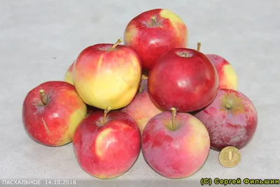 Самые полезные сорта яблок - Рамблер/женский