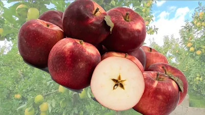 Сколько яблок можно съедать в день, рассказала диетолог - Новости | Караван
