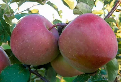 Новейшие сорта яблонь и груш белорусской селекции