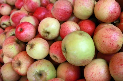 Какие сорта самые сладкие: как правильно выбирать яблоки