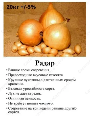 Какой сорт лука нужно покупать, чтобы севок всю зиму хранить в квартире и  он не сгнил?» — Яндекс Кью