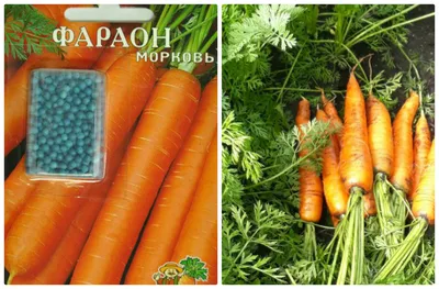 Самые сладкие сорта моркови - полезные статьи о садоводстве от Agro-Market24