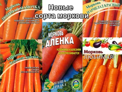Лучшие сорта моркови для подзимнего посева - Good Harvest | Семена |  Удобрения | Средства защиты растений