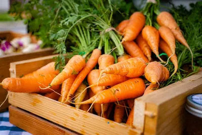 Какие сорта моркови можно сеять под зиму, кроме Нантской и Шантанэ |  Садовичок | Дзен