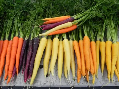 Новые сорта моркови взамен Нантской: с сочными и сладкими корнеплодами |  Огородная фанатка | Дзен
