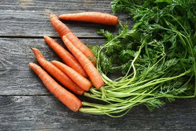 Лучшие сорта моркови: ранние, для хранения на зиму, подзимние
