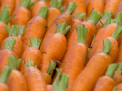 Топ-12 сортов моркови – Своё Фермерство
