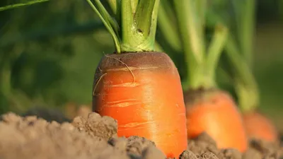 Лучшие сорта моркови для употребления в свежем виде | Какую морковку купить  в компании Тверь Агропром