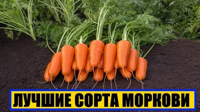 Какие сорта моркови подходят для посадки под зиму | Морковь, Овощные  грядки, Корнеплоды