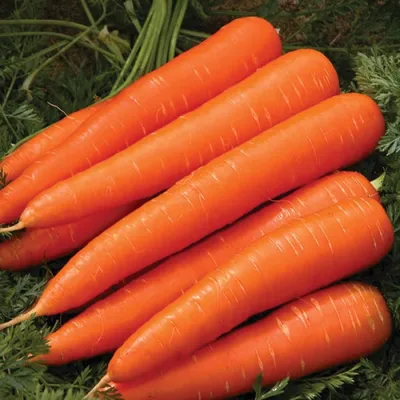 Самые сладкие сорта моркови - названия и правила посева | РБК Украина